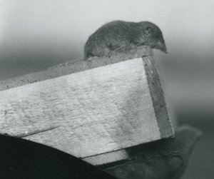 Een witvoetspitsmuis kijkend over de rand van een houten doos, vastgehouden door een verzorger, London Zoo, april 1917 door Frederick William Bond