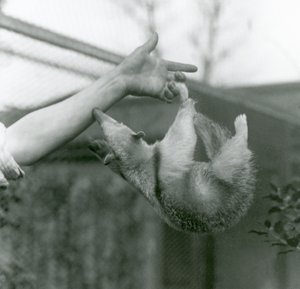 Een jonge kraagtamandua die met zijn grijpstaart aan de vingers van zijn verzorger hangt terwijl hij probeert de arm van de verzorger vast te houden, Londense dierentuin, april 1925