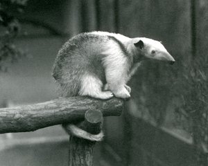 Een jonge kraagtamandua die aan het einde van een tak zit en zich vasthoudt met zijn grijpstaart, Londense dierentuin, 24 april 1925 door Frederick William Bond