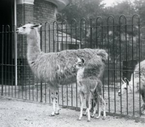 Een baby lama of cria met zijn moeder bij de London Zoo, 1926