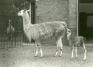 Een baby lama of cria met zijn moeder in London Zoo, 1927