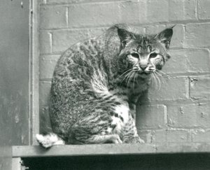 Een rode lynx kijkend vanaf een richel in zijn verblijf, London Zoo, maart 1925 door Frederick William Bond