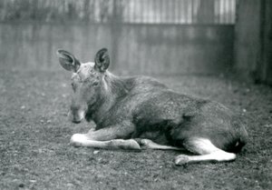 Een stier Eland met littekens van recent afgeworpen gewei, liggend in London Zoo, januari 1926 door Frederick William Bond