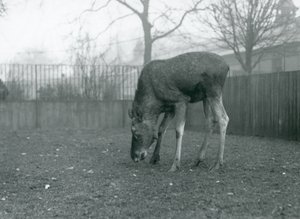 Een stier eland/eland staat in zijn paddock en reikt naar het gras, London Zoo, januari 1926