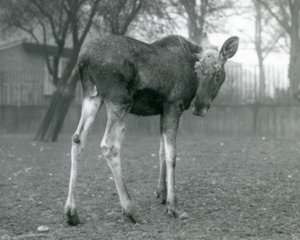 Een stier Eland met wonden van recent afgeworpen gewei, staand in London Zoo, januari 1926 door Frederick William Bond