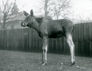 Een stier Eland met wonden van recent afgeworpen gewei, staand in London Zoo, januari 1926 door Frederick William Bond