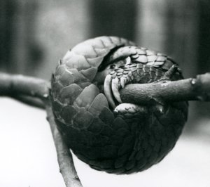 Een ernstig bedreigde Chinese pangolin rustend, opgerold rond een horizontale tak, London Zoo, voor 1930 door Frederick William Bond