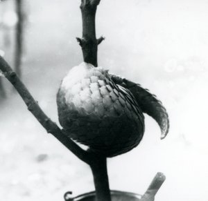 Een ernstig bedreigde Chinese Pangolin rustend, gekruld rond een verticale tak, London Zoo, juli 1925 door Frederick William Bond