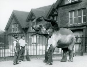 Een Versierde Indiase Olifant, met drie verzorgers en trainer, buiten het Olifantenhuis in de London Zoo in 1927 door Frederick William Bond