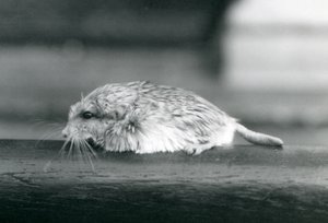 Een dikstaartgerbil, London Zoo, juli 1925 door Frederick William Bond