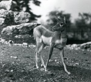 Een vrouwelijke zwartbok in de London Zoo
