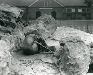 Een vrouwelijke Californische zeeleeuw liggend op een rotsachtig terras, terwijl ze haar jong voedt, London Zoo, juli 1925 door Frederick William Bond