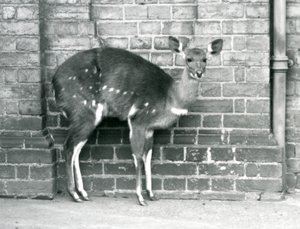 Een vrouwelijke Kaapse BosbokImbabala staand tegen een muur in London Zoo in oktober 1927