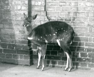 Een vrouwelijke Imbabala Kaapse Bosbok staat tegen een muur in de Londense Zoo, 6 oktober 1927