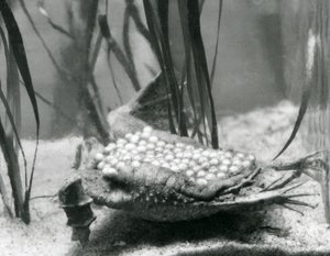 Een vrouwelijke Surinaamse Pad met haar eieren ingebed in de huid van haar rug, London Zoo