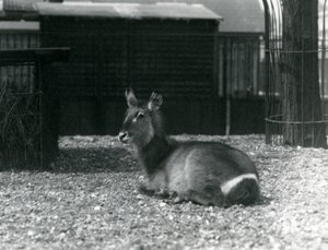 Een vrouwelijke waterbok, Kobus ellipsiprymnus, zittend in haar verblijf in de Londense dierentuin, juni 1924 door Frederick William Bond