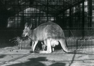 Een vrouwelijke rode kangoeroe met haar jong in haar buidel, London Zoo, 1922 door Frederick William Bond