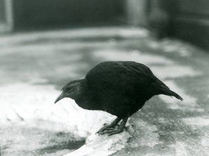 Een looploze WekaMaori henWoodhen in London Zoo in 1927 door Frederick William Bond