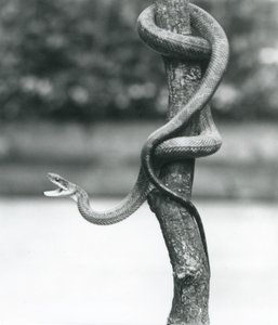 Een gapende Texas Rattenslang opgerold rond een verticale tak in London Zoo in augustus 1928 (zwart-wit foto) door Frederick William Bond