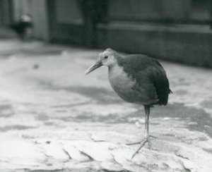 Een grijsnek houtrail of grijsgekroonde houtrail (Aramides cajaneus) staat op één been in de Londense Zoo in september 1927 door Frederick William Bond