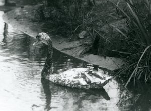Een hybride zwaan, Mute x Zwart, zwemmend in een vijver in de London Zoo in 1927 door Frederick William Bond