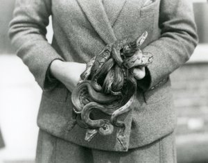 Een verzorger die een knoop van jonge Koninklijke of Balpythons vasthoudt in London Zoo in 1931 door Frederick William Bond