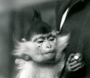 Een verzorger houdt Freckles vast, een Zwarte Kuifmangabey of Congo Mangabey, London Zoo, 1924