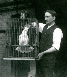 Een verzorger houdt een zwavelkuifkaketoe, Jade, in zijn kooi in de London Zoo in oktober 1924 door Frederick William Bond