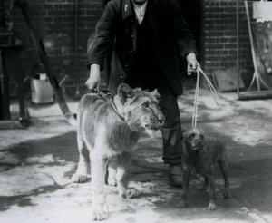 Een verzorger die een Ierse Terriër en een jonge Leeuw uitlaat, London Zoo, september 1925