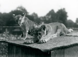 Een leeuwen- en tijgerwelp zitten samen op het dak van hun verblijf, London Zoo, september 1925