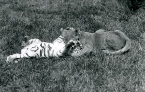 Een leeuwen- en tijgerwelp worstelen op het gras, London Zoo, september 1925 door Frederick William Bond