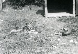 Een leeuwenwelp liggend op een grasveld, nabij een open houten krat, met een huiskat, London Zoo, juli 1925 door Frederick William Bond