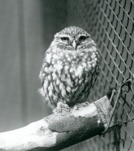 Een kleine uil die op een tak zit naast het gaas van zijn verblijf, London Zoo, november 1925 door Frederick William Bond