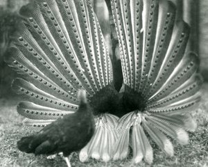 Een mannelijke Argusfazant hofmakerij, met een vrouwtje naast hem, London Zoo, januari 1926 door Frederick William Bond