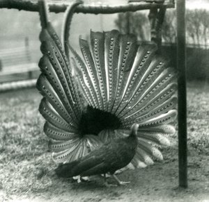 Een mannelijke Argusfazant hofmakerij, met een vrouwtje naast hem, London Zoo, januari 1926 door Frederick William Bond