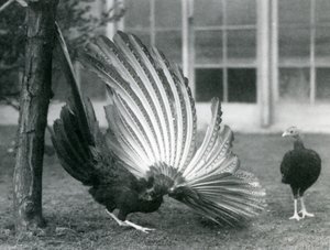 Een mannelijke Argusfazant, of Grote Argus, die zijn vleugel- en staartveren toont, terwijl een vrouwtje voor hem staat, London Zoo, januari 1926 door Frederick William Bond