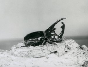 Een mannelijke Atlaskever rustend op schors bij de London Zoo door Frederick William Bond