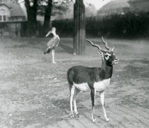 Een mannelijke Zwartebok of Indische Antilope in een paddock in de London Zoo, oktober 1926 door Frederick William Bond
