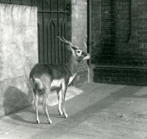 Een mannelijke Zwartebok staand in zijn verblijf in de London Zoo in juni 1925