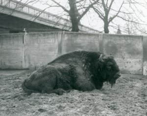 Een mannelijke Europese bizon liggend op het gras in zijn verblijf, London Zoo, 1927 door Frederick William Bond