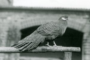 Een mannelijke Grijze Pauwfazant op zijn zitstok in de London Zoo in 1931 (zw/w foto) door Frederick William Bond