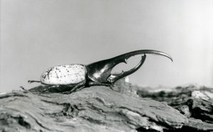 Een mannelijke Herculeskever rustend op schors bij de London Zoo door Frederick William Bond