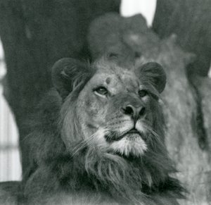 Een mannelijke leeuw in de London Zoo in 1929