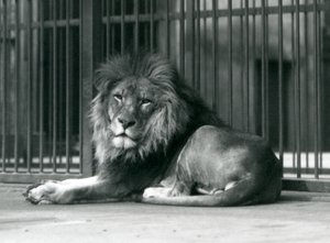 Een mannelijke Leeuw liggend tegen de tralies van zijn verblijf, London Zoo, september 1927