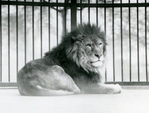 Een mannelijke leeuw rustend in zijn verblijf in de London Zoo in maart 1925