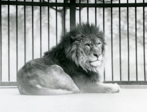 Een mannelijke Leeuw rust in zijn verblijf in de London Zoo