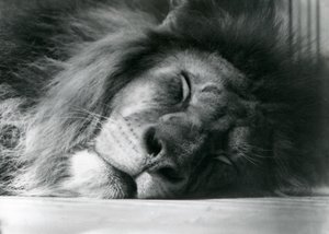 Een mannelijke leeuw slaapt in zijn verblijf in de London Zoo door Frederick William Bond