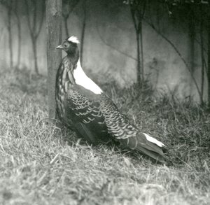 Een mannelijke Swinhoes fazant in de Londense dierentuin, september 1923 door Frederick William Bond