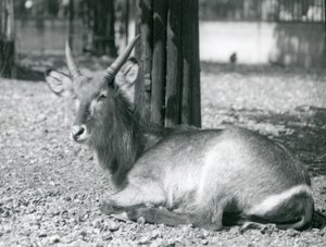 Een mannelijke waterbok, Kobus ellipsiprymnus, zittend in zijn verblijf in London Zoo, jaren 1920