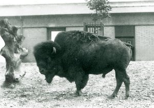 Een Bijna Bedreigde Amerikaanse Bison Buffelstier staand in zijn paddock, London Zoo, 1927 door Frederick William Bond